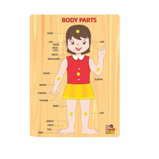 Body Parts | Wood | Educational Toys | 3+ Years